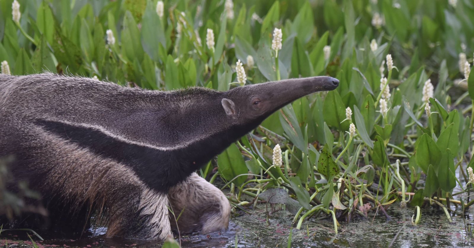 quot Der Ameisenbär ist ein Charaktertier quot ABC Z ABC Z